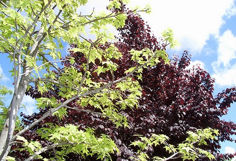 circolo degli artisti